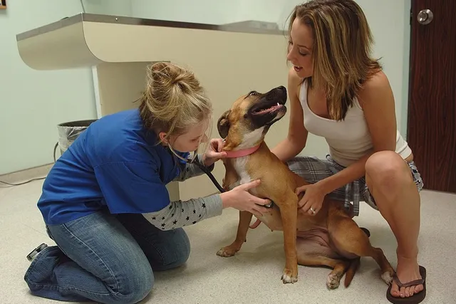 Foto de consulta veterinária: Compare o preço de consulta veterinária em diferentes países e veja quanto esse custo pesa no salário médio local